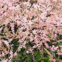 Astilbe x simplicifolia 'Sprite'